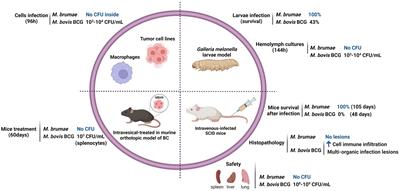 Genomic analysis of Mycobacterium brumae sustains its nonpathogenic and immunogenic phenotype